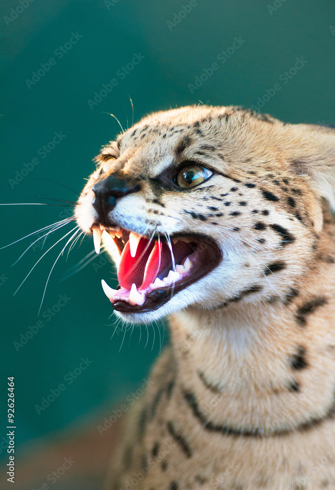 Obraz premium Hissing Caracal