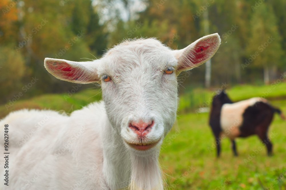 Bearded white goat on the green pasture Bearded white goat on the green pasture