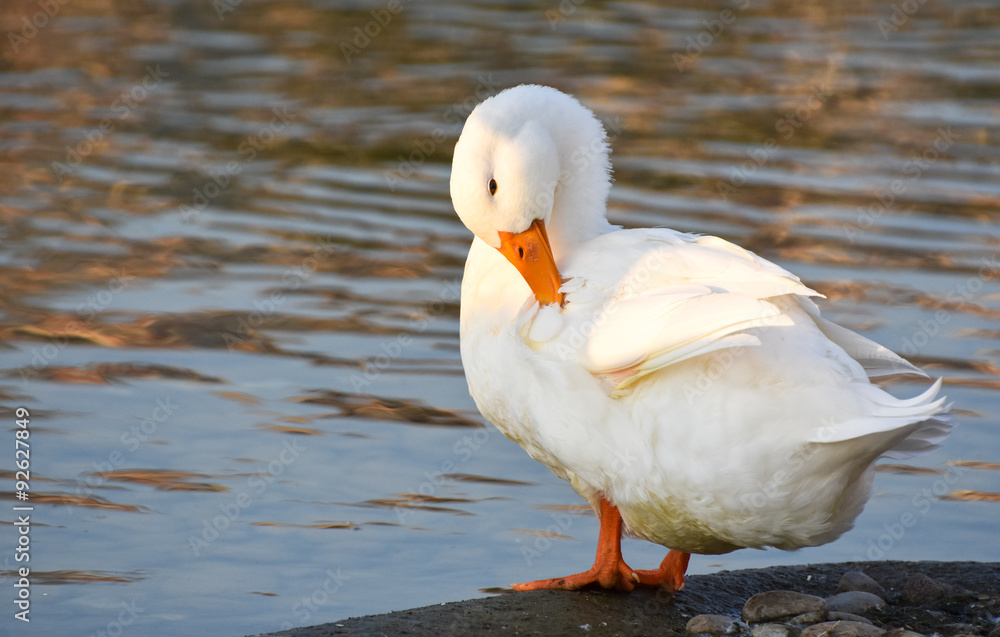 White duck is standing near lake White duck is standing near lake