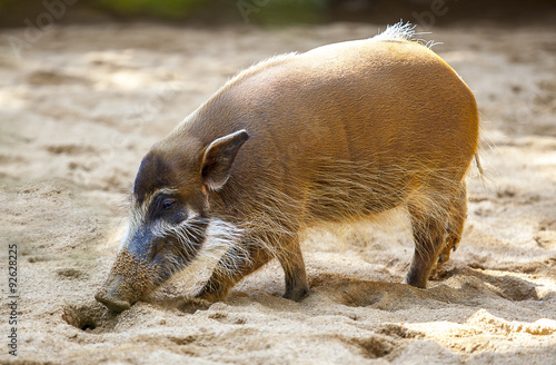 Red river hog photo