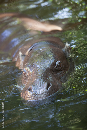 Pygmy hippo playing © WH_Pics