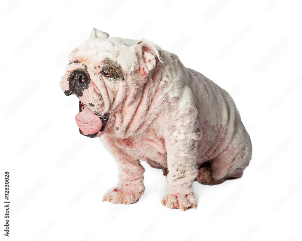 Dog With Skin Rash Yawning