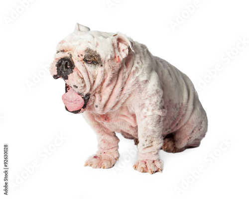Quadro em tela Dog With Skin Rash Yawning
