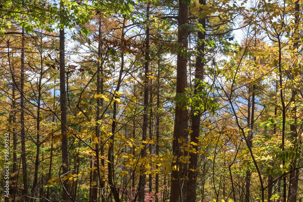 Obraz premium forest