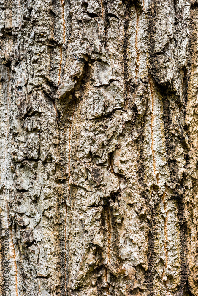 Obraz premium Tree bark texture