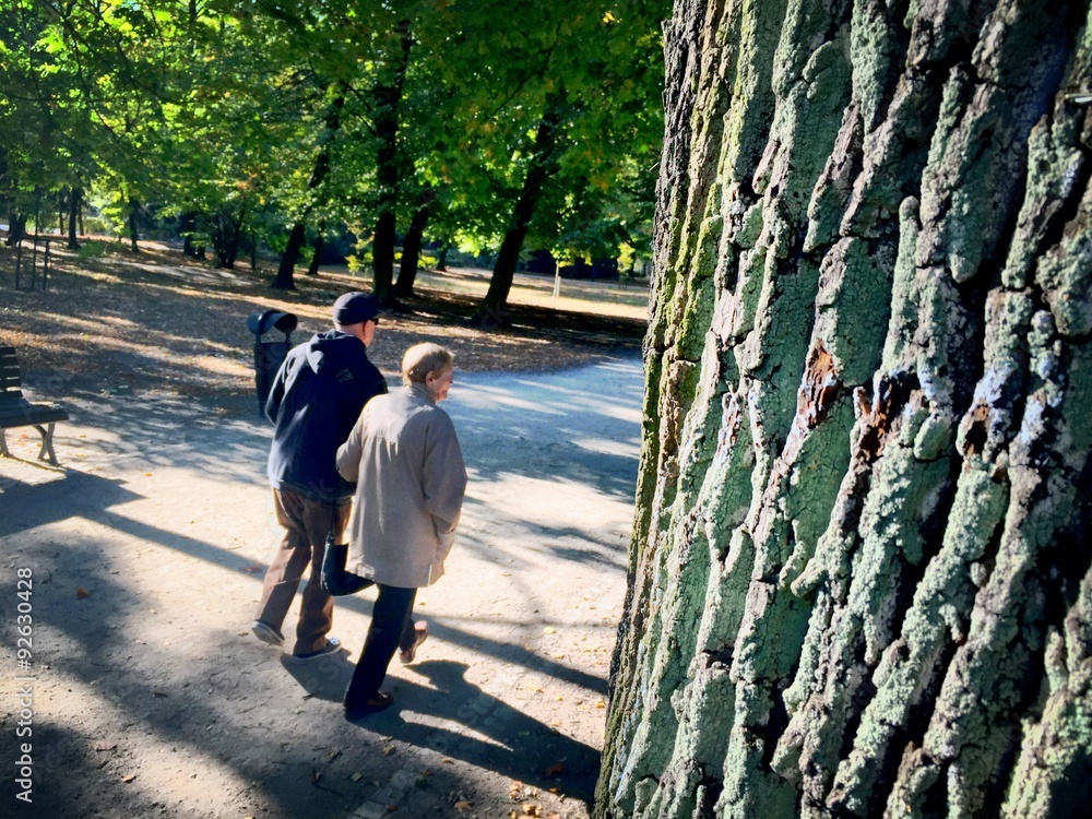 custom made wallpaper toronto digitalAutumnal walk