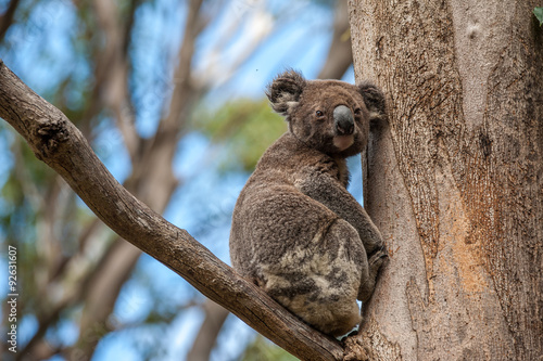 Koala in tree