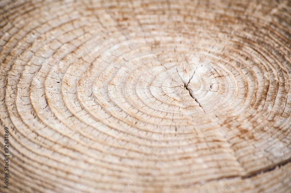 Fototapeta premium 年輪