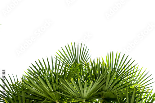 Картината върху платно Palm leaves isolated on white
