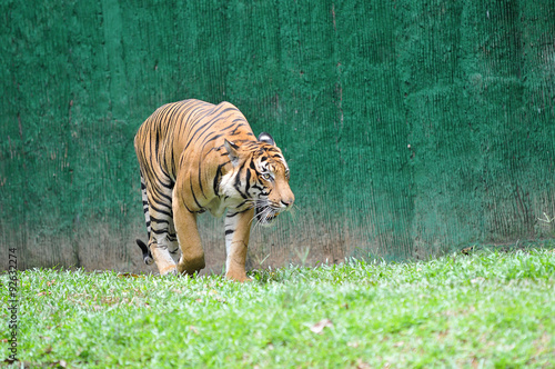 Foto Malayan tiger (Panthera tigris jacksoni)