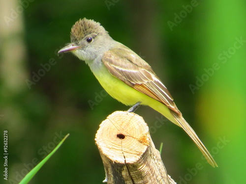 Tableau sur toile Great Crested Flycatcher
