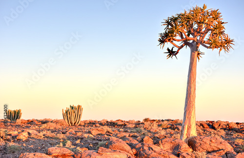 Quiver Tree - Namibia photo