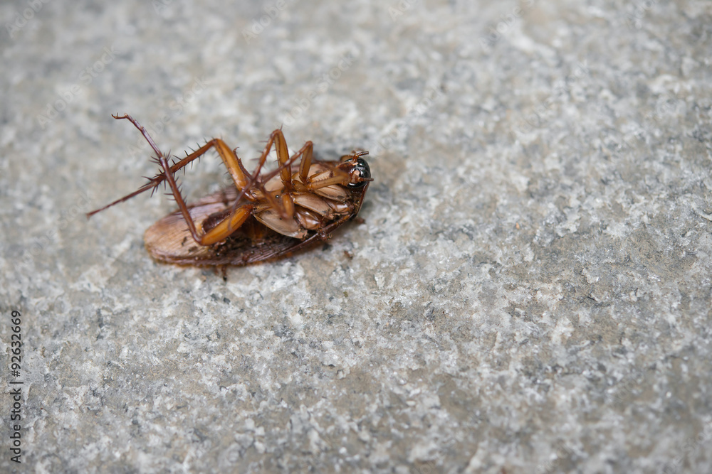 cockroach eaten by ants close up cockroach eaten by ants close up