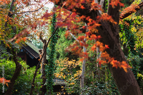 神社の森の紅葉