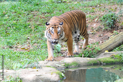 Malayan tiger  Panthera tigris jacksoni 