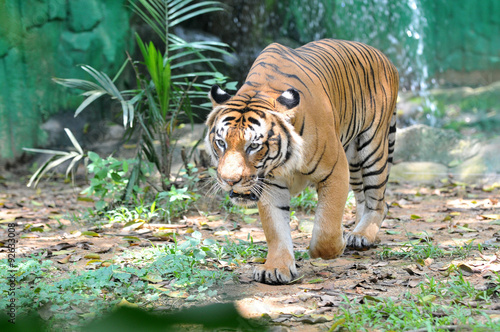 Malayan tiger (Panthera tigris jacksoni)