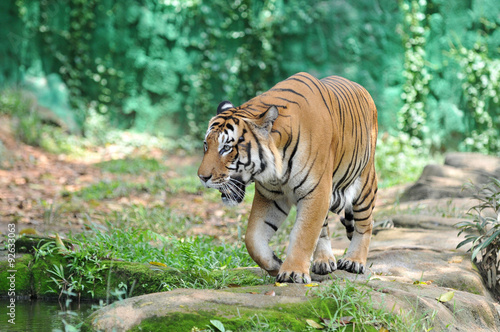 Malayan tiger (Panthera tigris jacksoni)