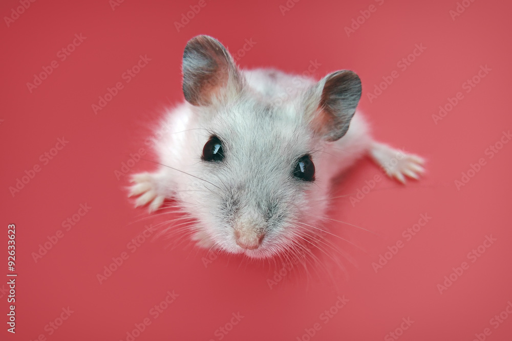 Curious hamster Curious hamster