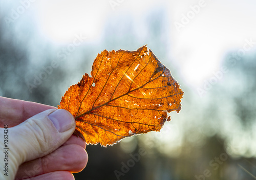 woman holding an autumn leaf in her hand