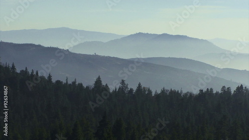 Forest 0205: A pine forest in mist in the California mountains (Loop).
