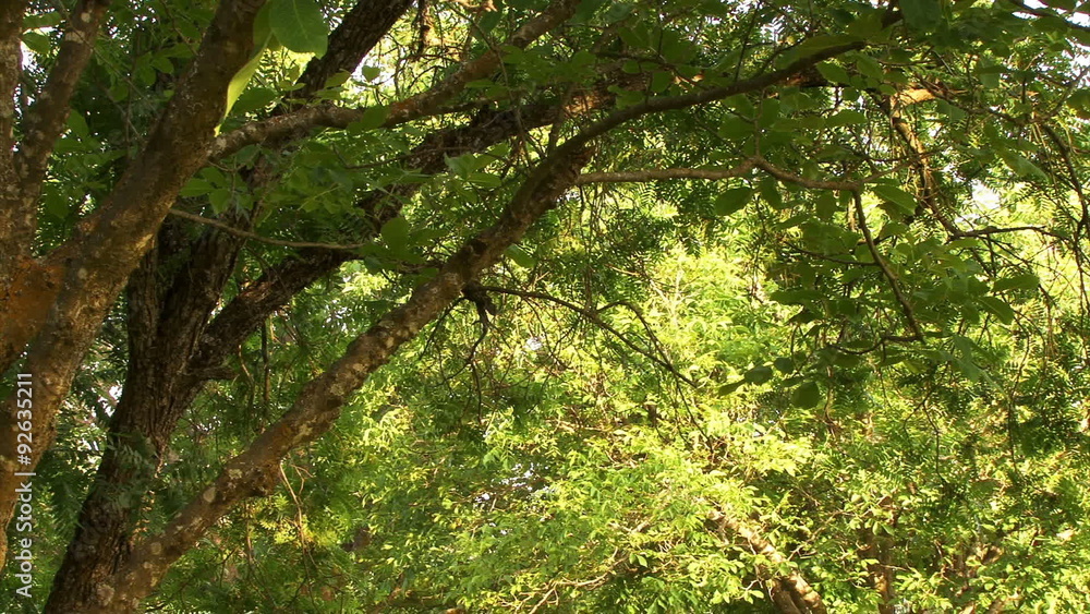 Forest 0109: Sunlit trees in a Northern California forest. Forest 0109: Sunlit trees in a Northern California forest.