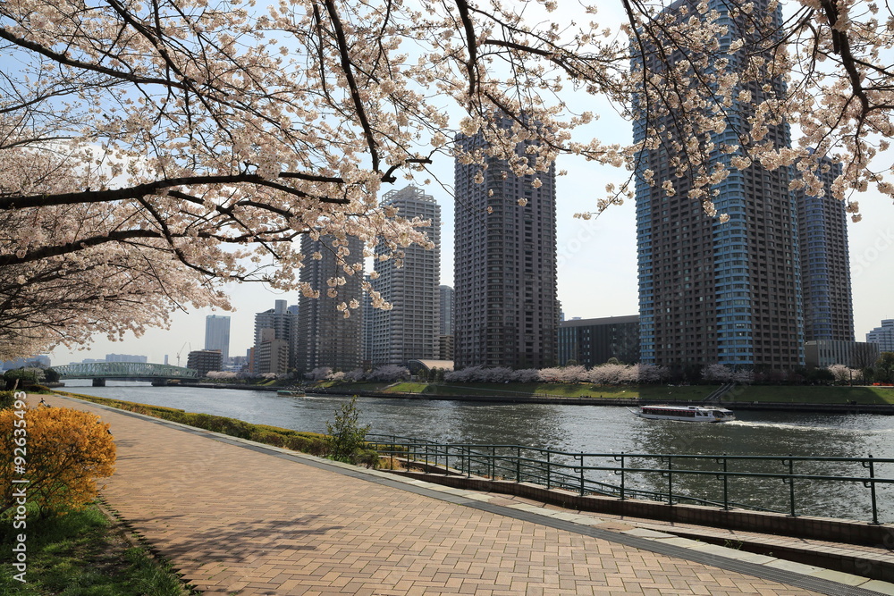 桜咲く春の隅田川と佃島のマンション群