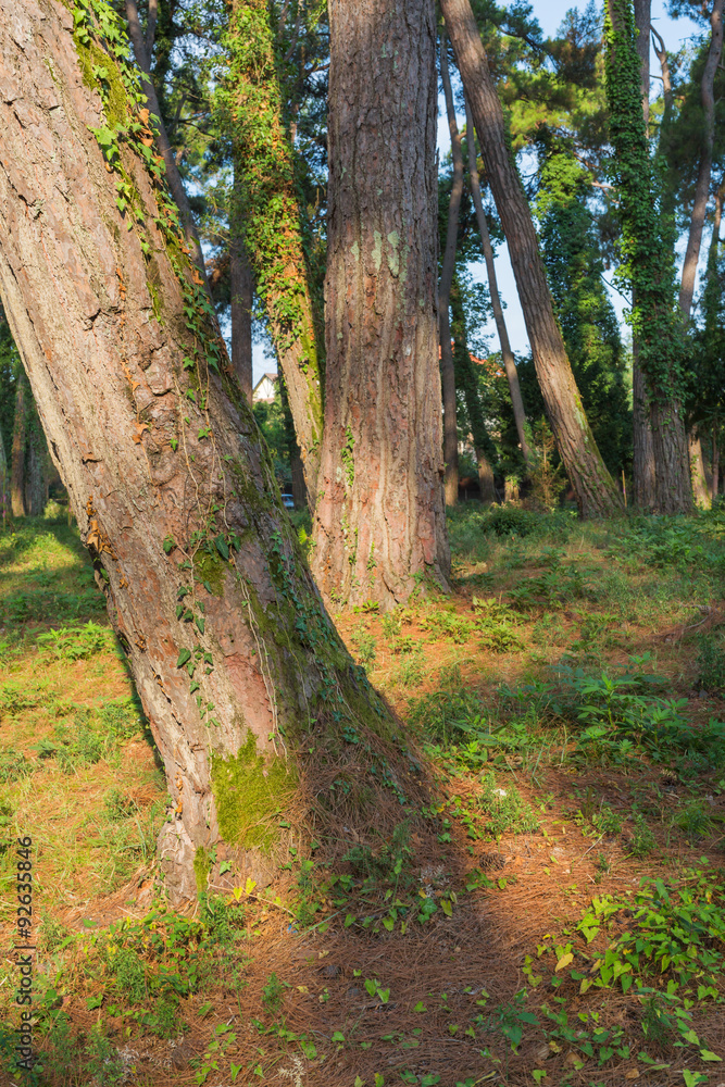 Fototapeta premium Pine trees forest at sunny day