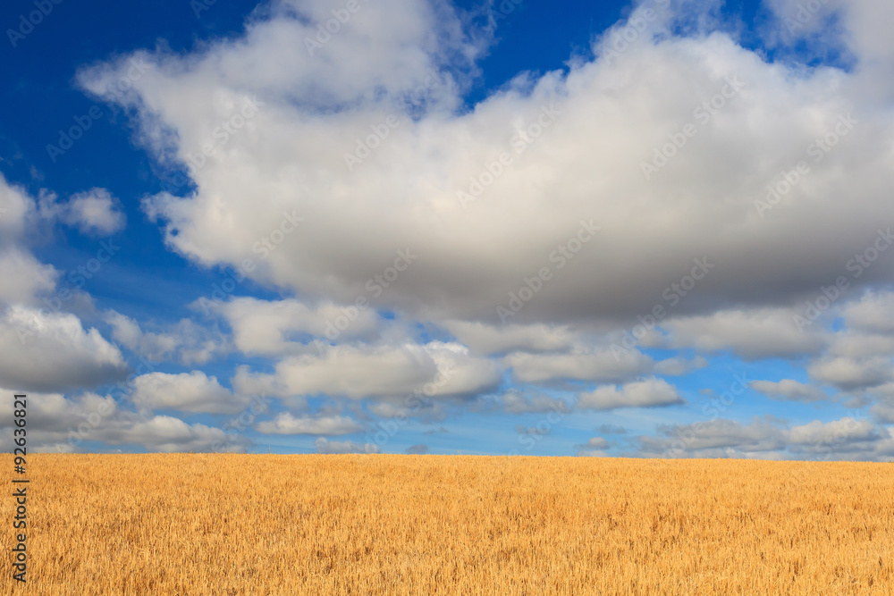 Wheat field and blue sky with clouds