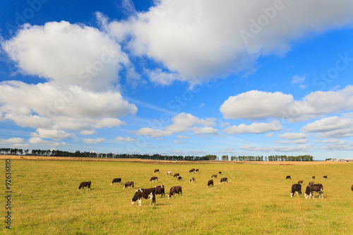 Cows grazing on a green lush meadow in Aberdeenshire, Scotland U