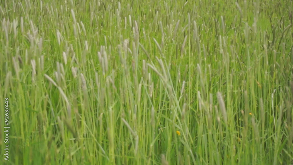 Green field of ears and grass waving Green field of ears and grass waving