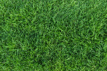 Acrylglasbilder Gras Grüne Grastextur im Detail  © blackzheep