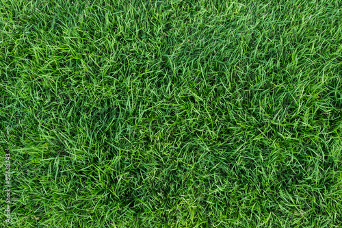 green grass texture © blackzheep