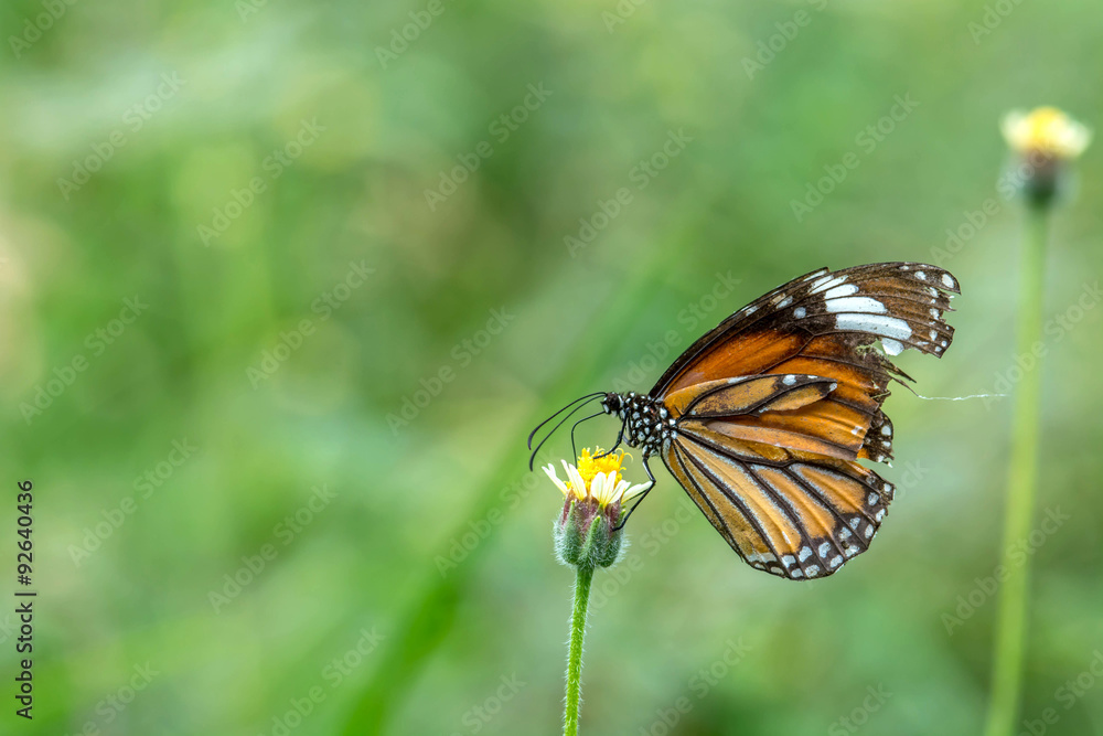 Closeup butterfly on flower Closeup butterfly on flower