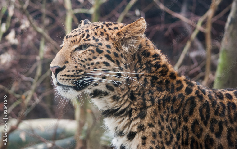 Obraz premium leopard portait