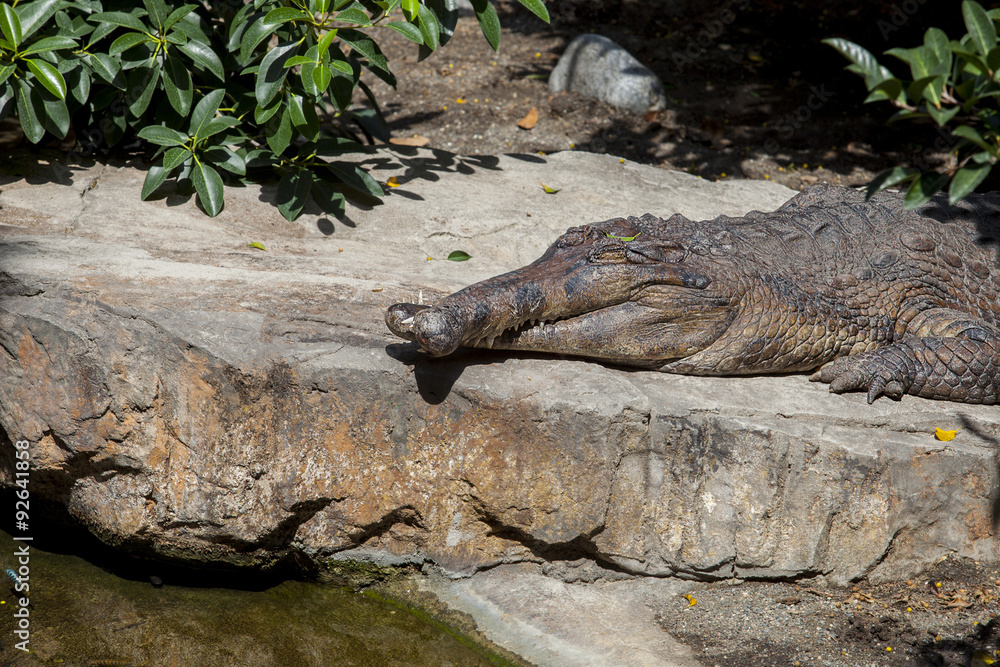 False gavialwith crossed jaws