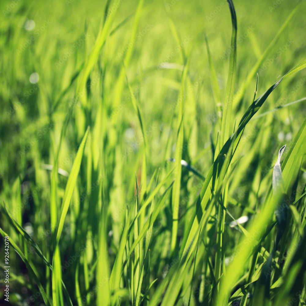 Obraz premium Spring Grass on the field. Closeup. Vintage photo.