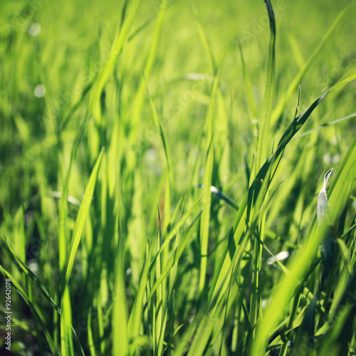 Spring Grass on the field. Closeup. Vintage photo.