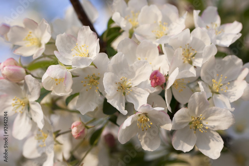 flowering trees in spring
