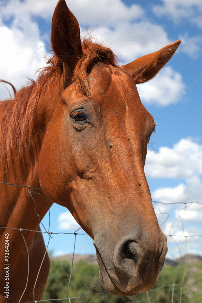 Horse in the Sun Teodoro. Horse in the Sun Teodoro.
