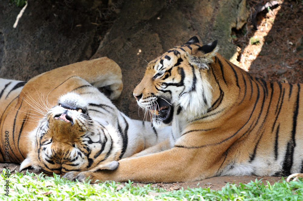 Malayan tiger (Panthera tigris jacksoni) Malayan tiger (Panthera tigris jacksoni)
