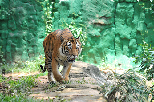 Malayan tiger (Panthera tigris jacksoni)