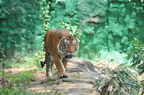 Malayan tiger (Panthera tigris jacksoni)
