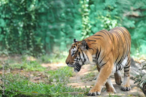 Malayan tiger (Panthera tigris jacksoni)