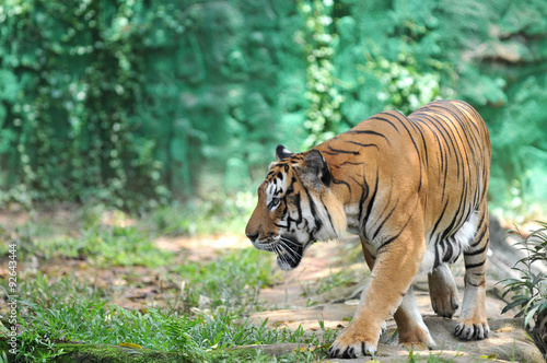 Malayan tiger  Panthera tigris jacksoni 
