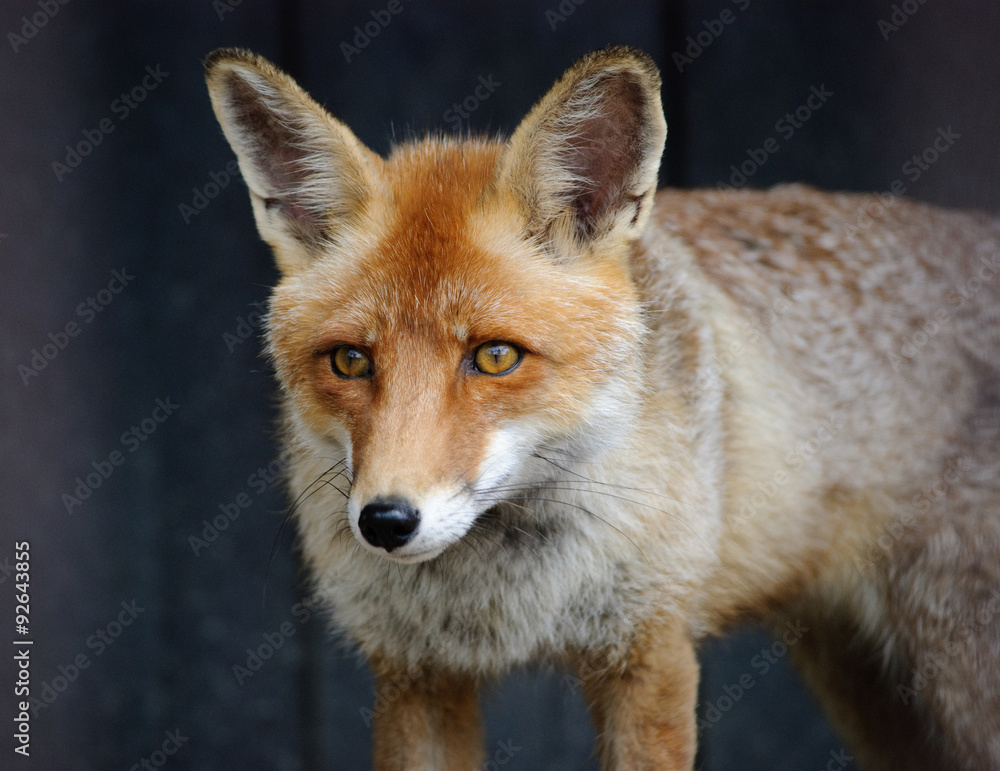 Fototapeta premium red fox