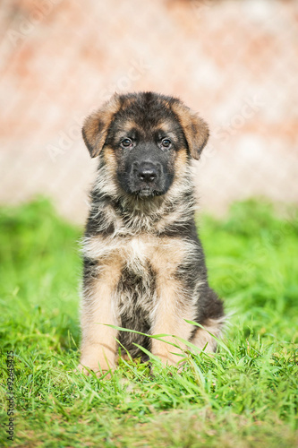 German shepherd puppy sitting on the grass