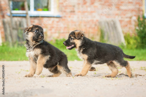 Two german shepherd puppies paying in the yard