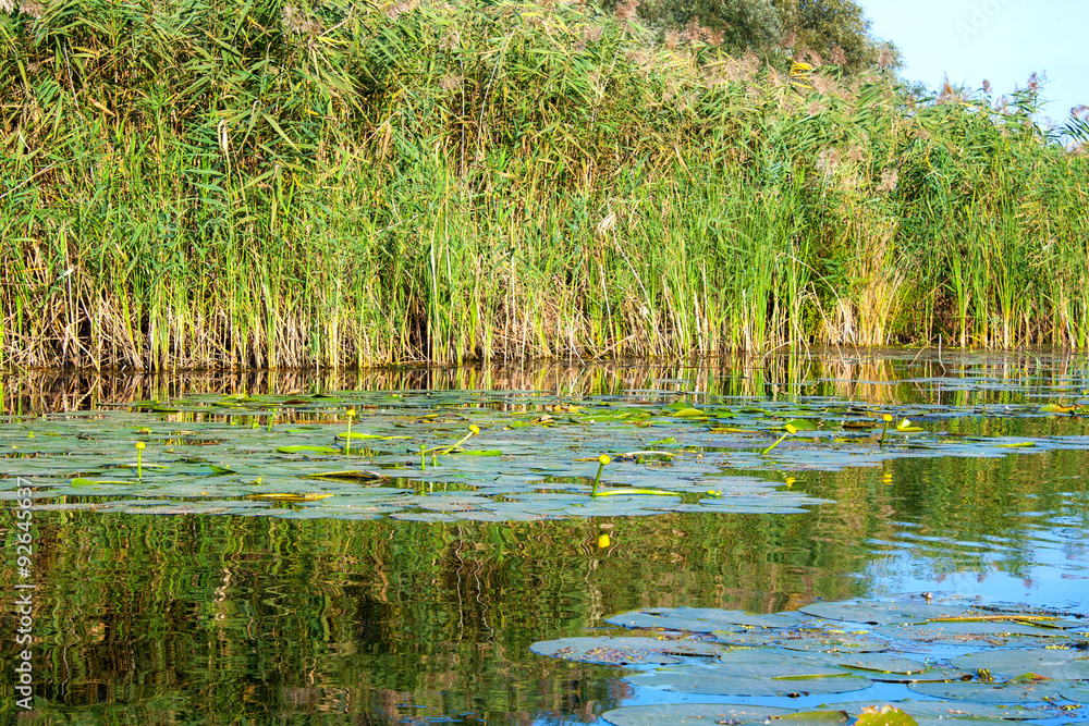 Obraz premium Landscape image of a small river reedy and old trees