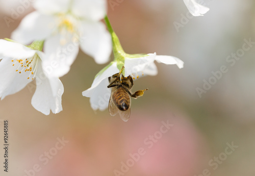 Fotografija the bees forage for nectar