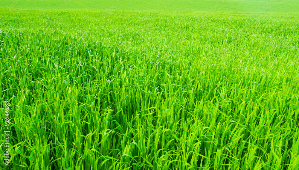 Fototapeta premium green grass background